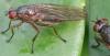 Dryomyza flaveola